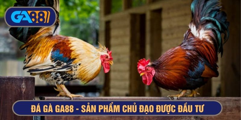 Đá gà là sản phẩm được đầu tư về số lượng lẫn chất lượng